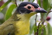 Australasian Figbird (Sphecotheres vieilloti)